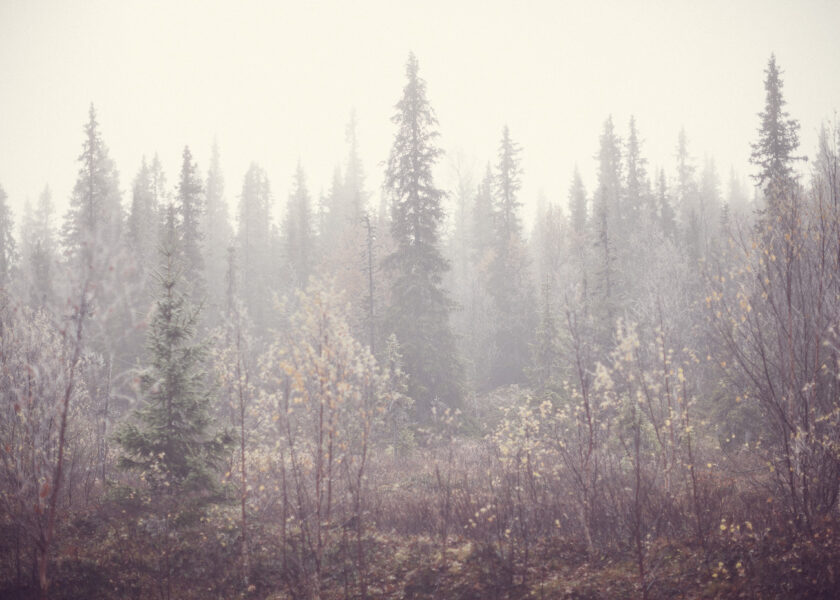 fjällskog fotograferad på hösten